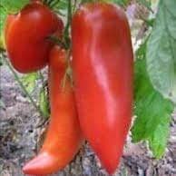 Plant Tomate Opalka
