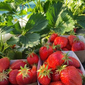 Fraise