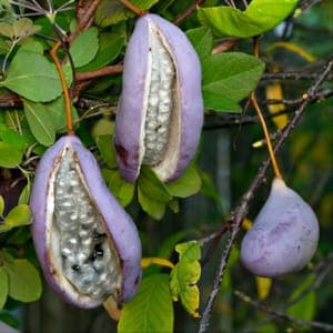 akebia quinata