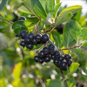 Aronia 'nero'