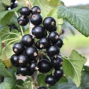 cassis 'andega'