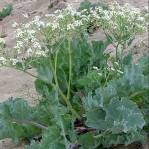crambe maritime
