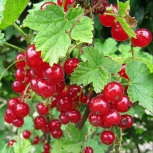 groseillier 'versaillaise rouge''