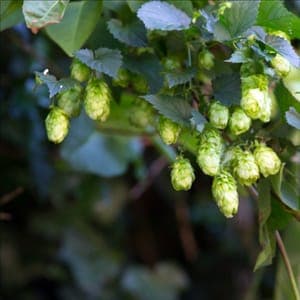 houblon brassicole 'cascade'