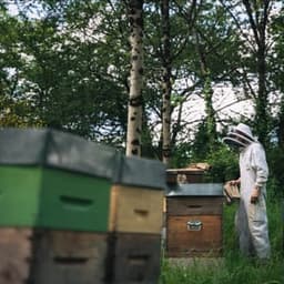 Secrets d'abeilles #8