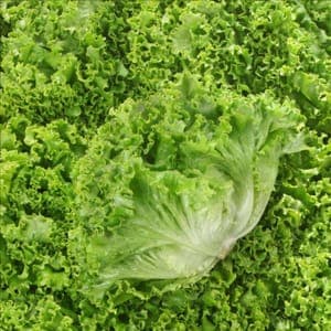 Salade Batavia