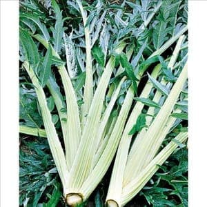 Plant Cardon