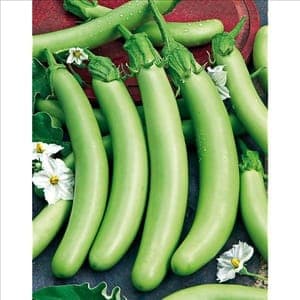 Plant d'Aubergine