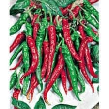 Plant de Piments