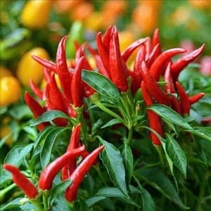 Plant de Piments