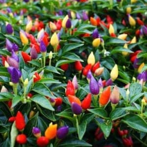 Plant de Piments