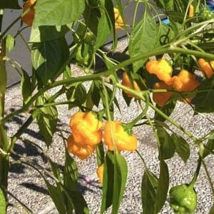 Plant de Piments