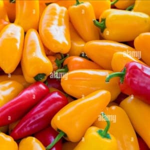 Plant de Piments