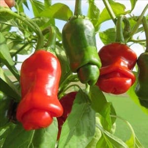 Plant de Piments