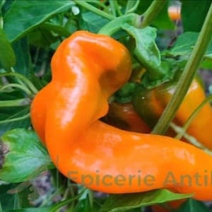 Plant de Poivrons