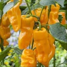 Plant de Poivrons