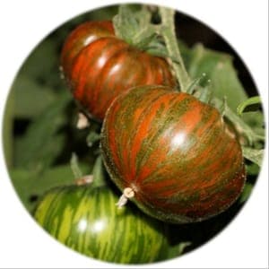 Plant de Tomates