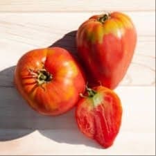 Plant de Tomates