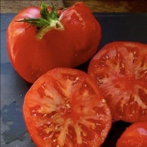 Plant de Tomates