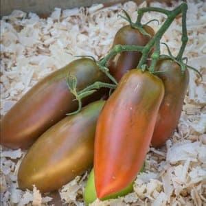 Plant de Tomates