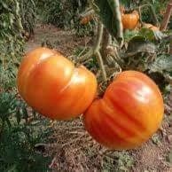 Plant de Tomates