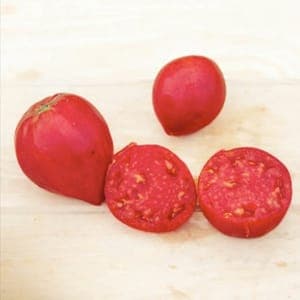 Plant de Tomates