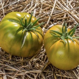 Plant de Tomates