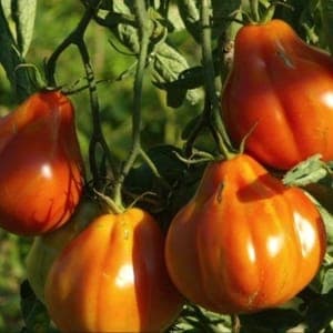 Plant de Tomates