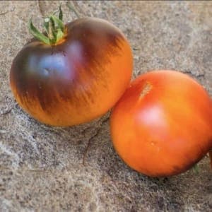 Plant de Tomates