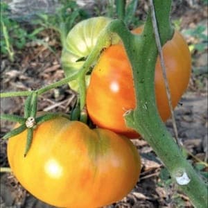 Plant de Tomates