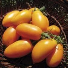 Plant de Tomates