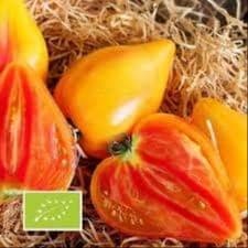 Plant de Tomates