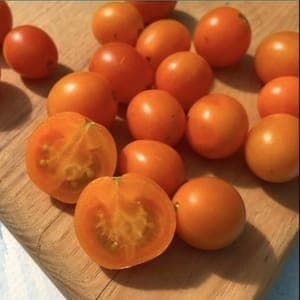 Plant de Tomates Cerises