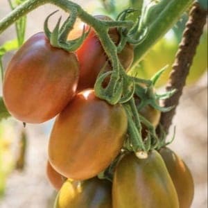 Plant de Tomates Cerises