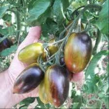 Plant de Tomates Cerises