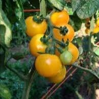 Plant de Tomates Cerises