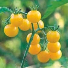 Plant de Tomates Cerises