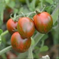 Plant de Tomates Cerises