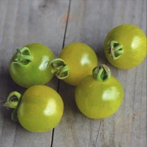 Plant de Tomates Cerises