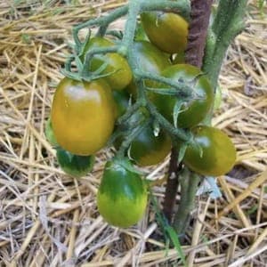 Plant de Tomates Cerises