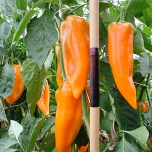 Plant poivron Corno orange