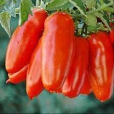 Plant de Tomate San Marzano