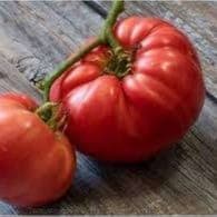 Plant de Tomate Brandywine rouge