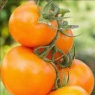 Plant de Tomate Valencia