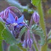 Plant de Bourrache