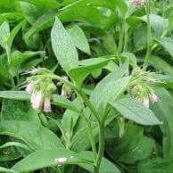 Plant de Consoude