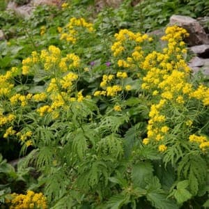 Plant de Tanaisie