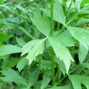 Plant de Ache des Montagnes (maggi)