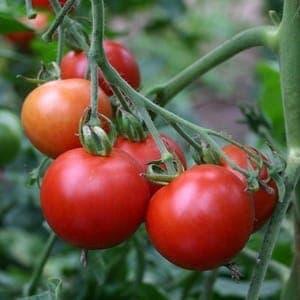 Plant tomate précoce Matina