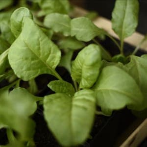 épinard perpétuel -Beta vulgaris 'cicla'